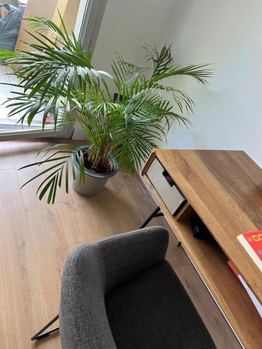 Appartement Le Petit Bruxelles Au Calme à Toulouse Extérieur photo